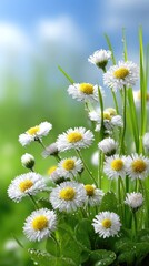 Fototapeta premium Bright white daisies bloom under a blue sky with white highlights and water droplets on the petals, creating a fresh scene filled with green leaves