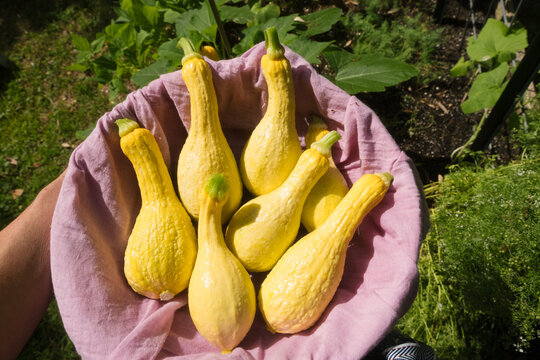 Summer Squash Vegetable Garden Harvest 