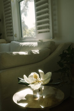 Magnolia Flower in Sunlit Living Room