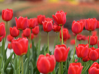 Obraz premium Red Tulips Blooming in Spring Garden