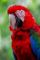 Fototapeta premium The red Macaw Parrots Perching Together in Tropical Setting