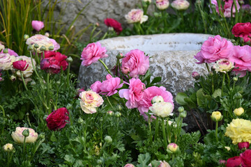 Obraz premium Colorful ranunculus flowers around rustic stone basin in spring garden