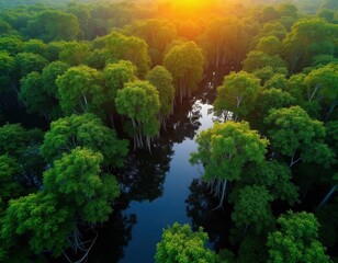 Obraz premium Green mangrove forest grows in dark water at sunrise. Dense trees with visible roots reflect in calm water. Aerial view shows rich canopy and bright sun.