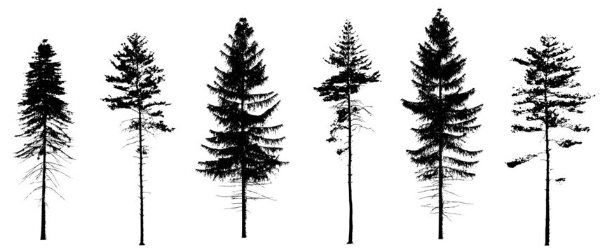 picea abies collection (norway spruce, common spruce, evergreen) isolated premium vector image, black shapes