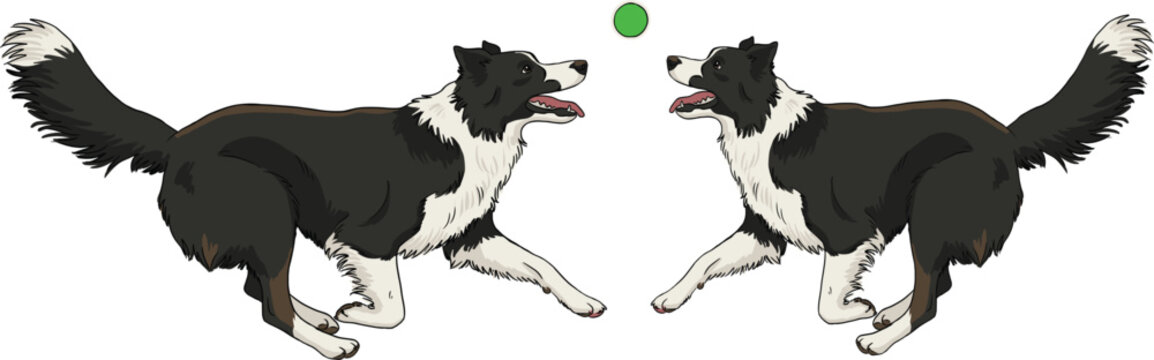 Border Collie Dogs Playing Fetch with Ball Cartoon Vector Illustration