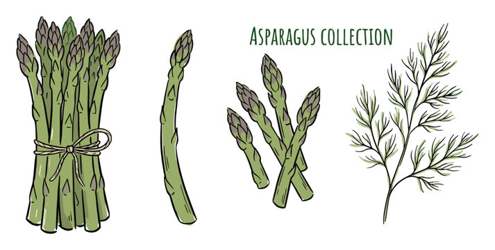 Asparagus vegetable collection healthy food green plant