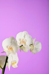 Obraz premium Closeup of a white orchid against a violet pink background