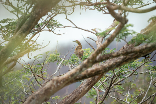 Fasciated tiger heron perching on a tree branch