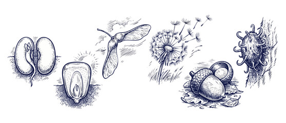 Fototapeta premium Seed dispersal types botanical illustration set showing germination, dandelion, maple samara, acorn, and burr vectors in vintage engraved sketch style for science education layouts graphic design art.
