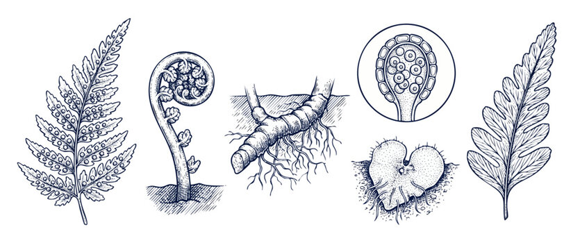 Fern botanical diagram line art illustrating lifecycle anatomy elements including sporangium, fiddlehead, rhizome, and prothallus in vintage engraving style vector collection set on a white background