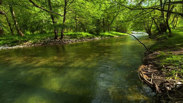 Clear water flows gently through a green forest. Gradac River, Serbia