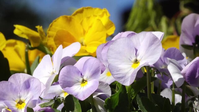 Blooming horned violets in spring