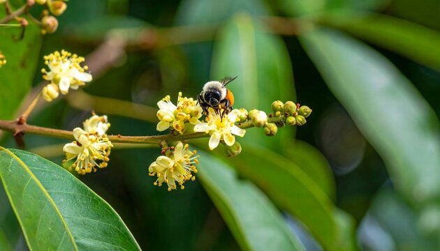 Bee on Blossom Branch.