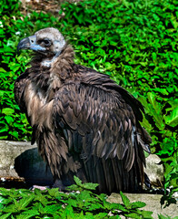 Fototapeta premium Cinereous vulture also known as the black vulture, monk vulture, or Eurasian black vulture. Latin name - Aegypius monachus