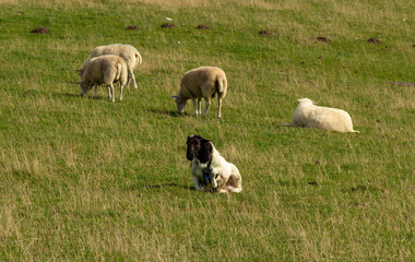Obraz premium Young black-headed lamb with collar sitting in pasture among grazing sheep
