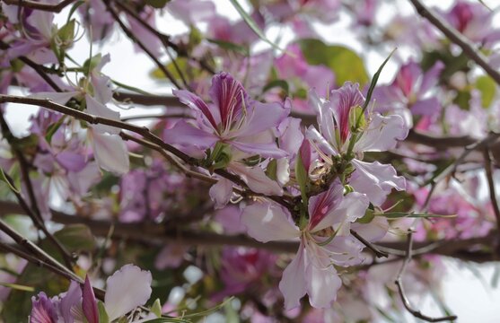 pink bauhinia flowers