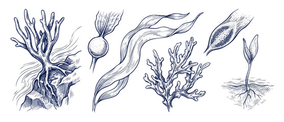 Fototapeta premium Seaweed illustration hand drawn set of marine algae sketch elements showing kelp, aquatic plants, and roots on a clean white background in a vintage engraved botanical style for biology designs.