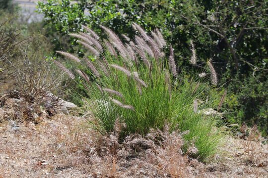 grass in the field