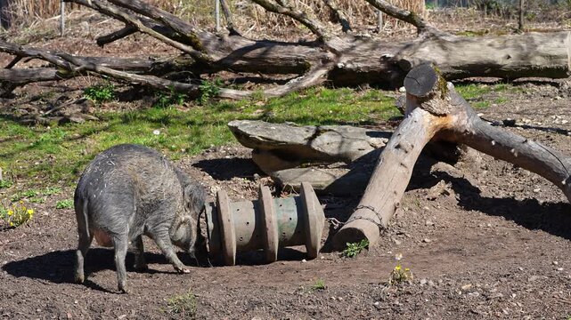 The Visayan warty pig, Sus cebifrons is a critically endangered species in the pig genus Sus. It is endemic to six of the Visayan Islands in the central Philippines.
