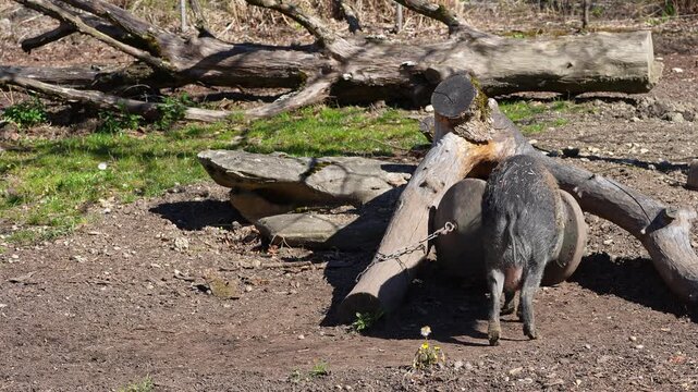 The Visayan warty pig, Sus cebifrons is a critically endangered species in the pig genus Sus. It is endemic to six of the Visayan Islands in the central Philippines.