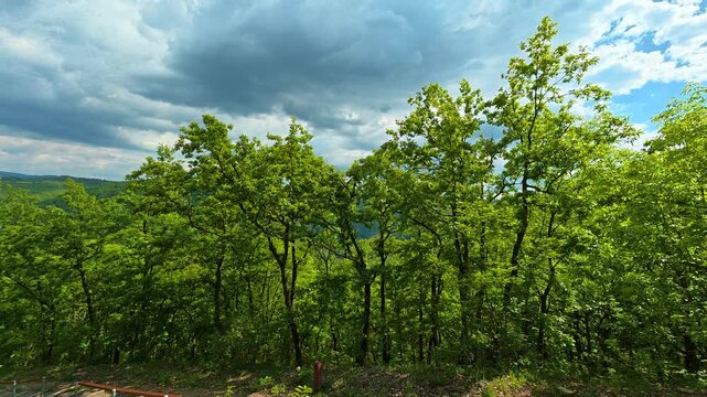 Dense green trees stretch toward a cloudy sky. Gradac River, Serbia