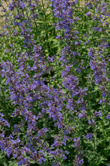 Obraz premium Beautiful purple catmint nepeta flowers blooming on a green bush in sunny summer day garden