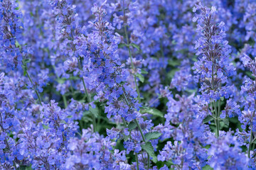 Obraz premium Vibrant blue catmint nepeta flowers blooming on a lush bush in sunny summer day garden