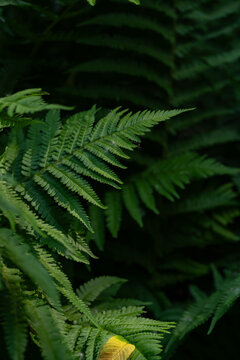 Lush green fern leaves texture close up in a dark tropical forest dramatic summer garden