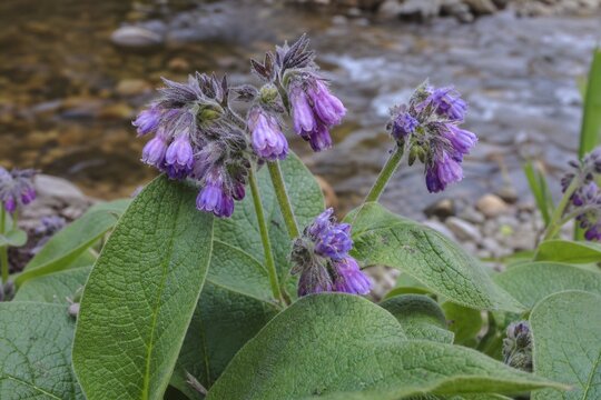 Purple comfrey flowers with fuzzy texture growing by a streamside.
