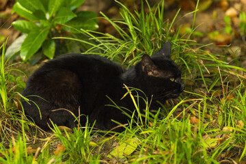 Black Cat Resting in Grass Outdoors © VuDieu