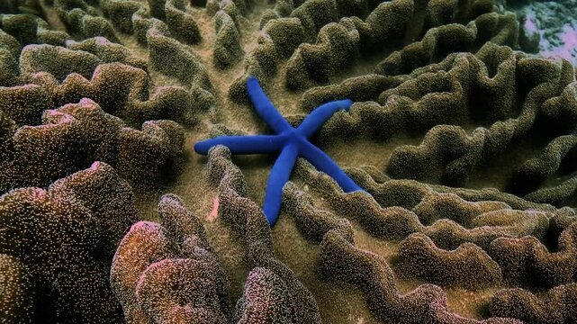 The blue sea star - Linckia laevigata - explores a coral reef habitat in East Timor. This species is known for its ability to regenerate lost arms.