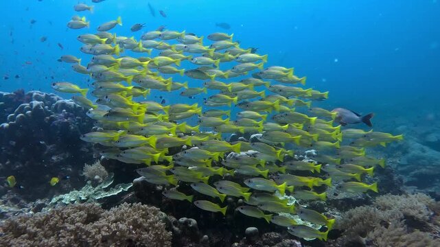 Vibrant yellow fish swim in tight formation near coral reef