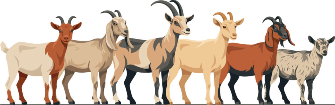 Domestic Goat Breed Vector Set Featuring Diverse Livestock Horned Caprine and Dairy Farm Animals Side View Collection for Agriculture Nature and Education Designs