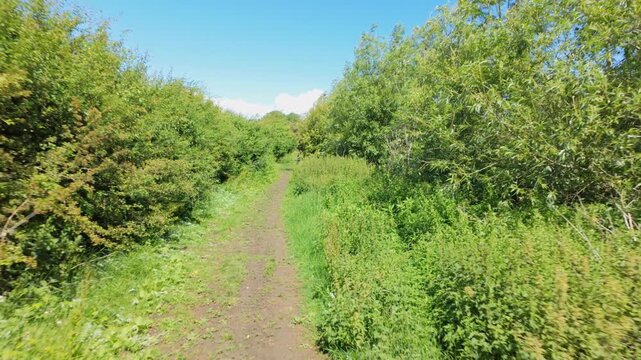 Ferry Meadows, Peterborough, England, UK - June 09 2026: Walking Point of View gimbal stabilised sequence - through the thicket of summer bushes, until an opening showing the river nene and a red bush