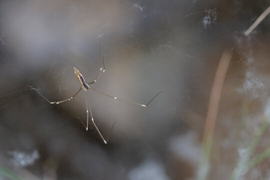 Ara&ntilde;a alargada del g&eacute;nero Tetragnatha en su telara&ntilde;a en la Font del Hortet en Alcoy, Espa&ntilde;a