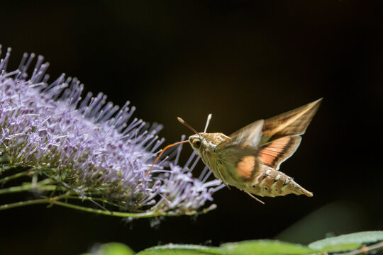 Esfinge rayada volando en plano cerrado sobre una flor silvestre en la Font del Hortet en Alcoy, Espa&ntilde;a
