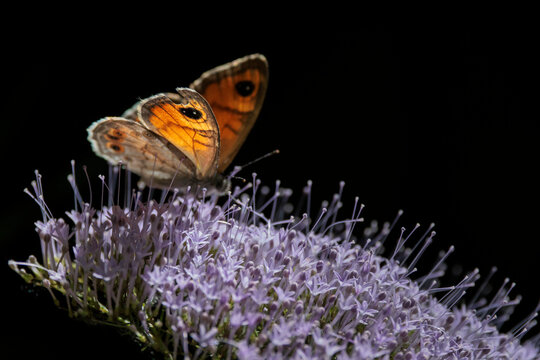 Mariposa lobito listado posada sobre una flor silvestre en la Font del Hortet en Alcoy, Espa&ntilde;a