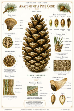 Botanical Plate: Anatomy of a Pine Cone (Pinus Strobus) & Seed Development