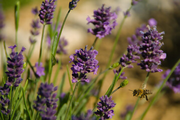 Obraz premium Bee on lavender 