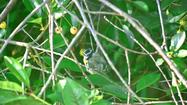 Small songbird preening on leafy branch in dense garden shrubbery. The Eurasian blue tit