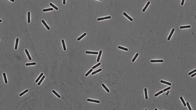 Microscopic view of rod shaped bacteria in liquid culture