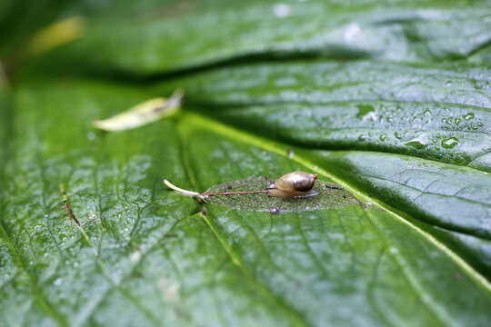 Escargot sur une feuille verte sous la pluie, faible profondeur de champ