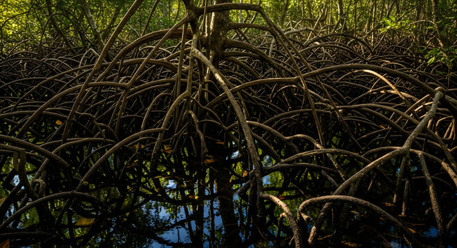 Intricate mangrove tree roots network with sunlight nature landscape scene