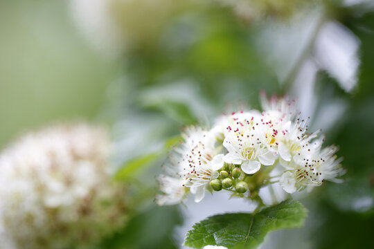 Pyracantha coccinea, le buisson ardent, esp&egrave;ce d'arbuste de la famille des Rosac&eacute;es, sous-famille des Maloideae.