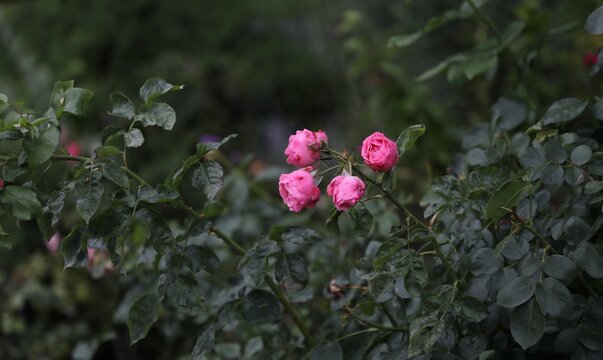 rosier pomponella - Paris 