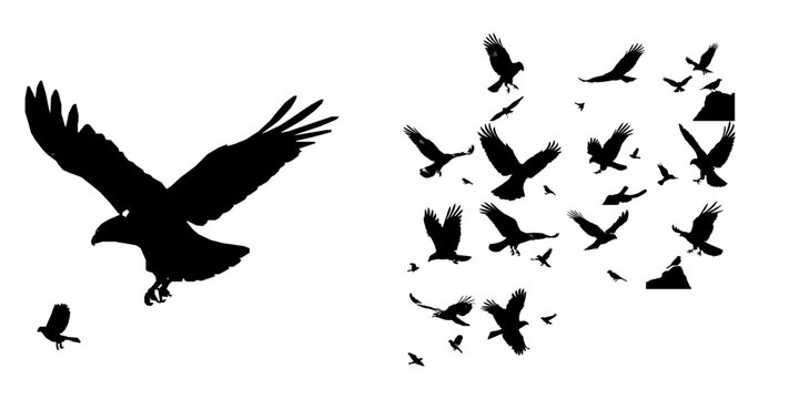 Hawk in Pursuit of a Sparrow Silhouette