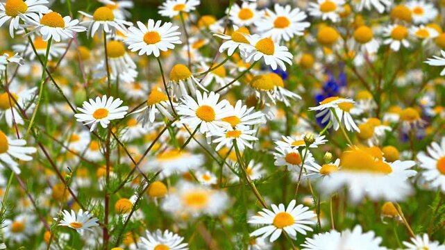 Wild daisy flowers swaying in meadow with green background. Tripleurospermum inodorum, Scentless Mayweed