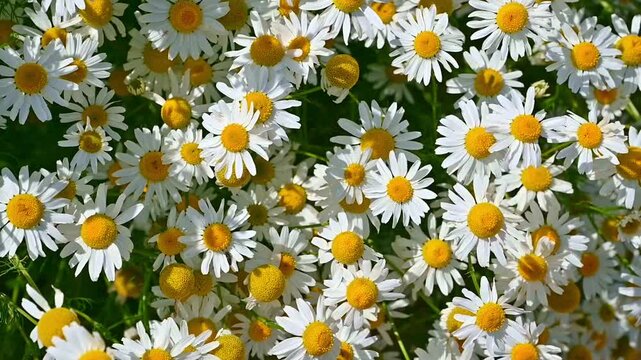 Chamomile daisies swaying in sunlit meadow close up. Tripleurospermum inodorum, Scentless Mayweed