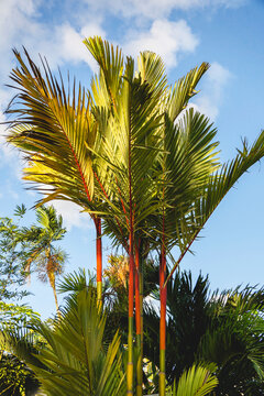Cyrtostachys renda palm, Port Douglas, Queensland, Australia