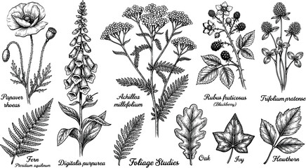 Botanical vector illustration of various plants and flowers with labels © Rekon
